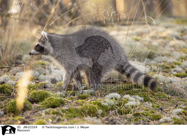 Raccoon / JM-22324