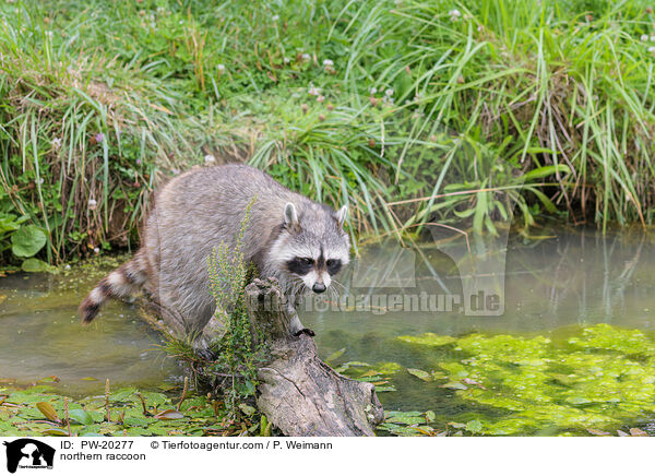 Waschbr / northern raccoon / PW-20277
