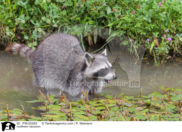 Waschbr / northern raccoon / PW-20283