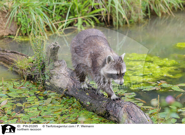 Waschbr / northern raccoon / PW-20285