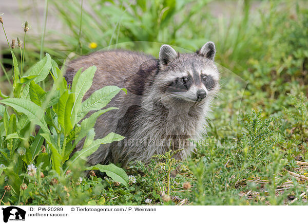 Waschbr / northern raccoon / PW-20289