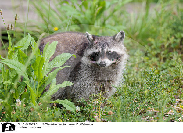 Waschbr / northern raccoon / PW-20290