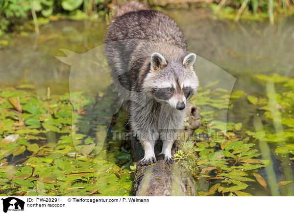 northern raccoon / PW-20291