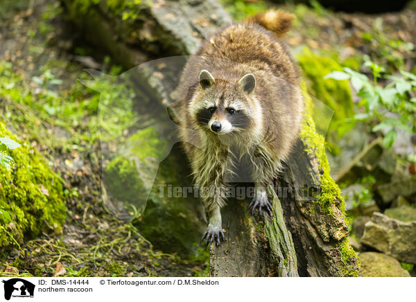 Waschbr / northern raccoon / DMS-14444