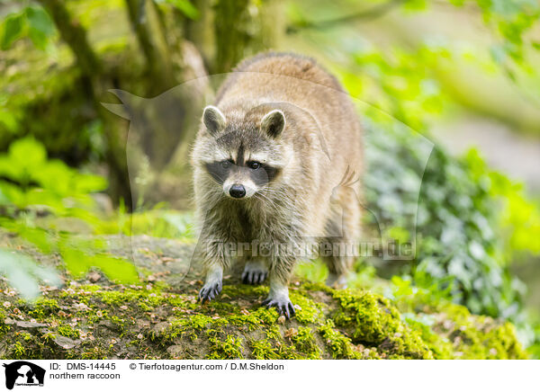 Waschbr / northern raccoon / DMS-14445