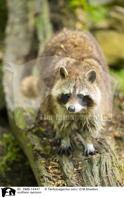 Waschbr / northern raccoon / DMS-14447