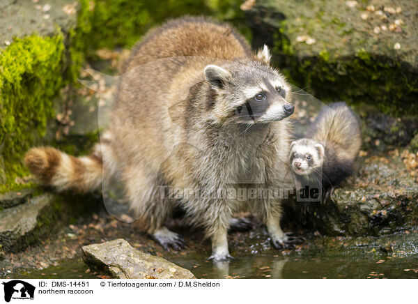 northern raccoon / DMS-14451