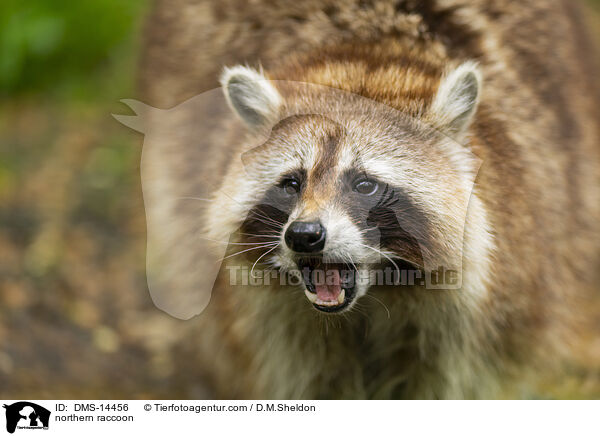 Waschbr / northern raccoon / DMS-14456