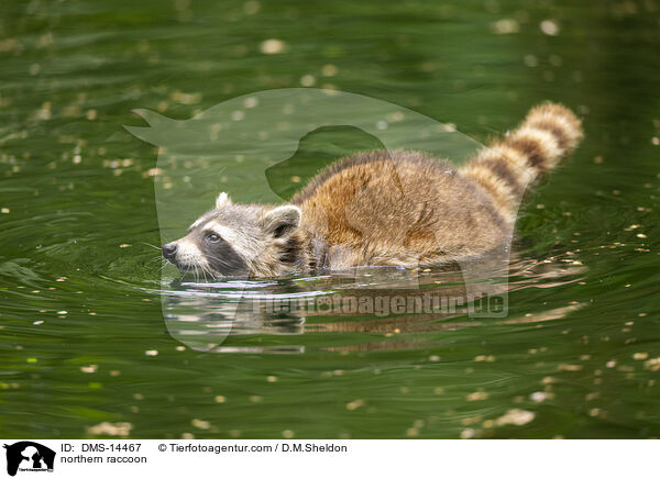 Waschbr / northern raccoon / DMS-14467