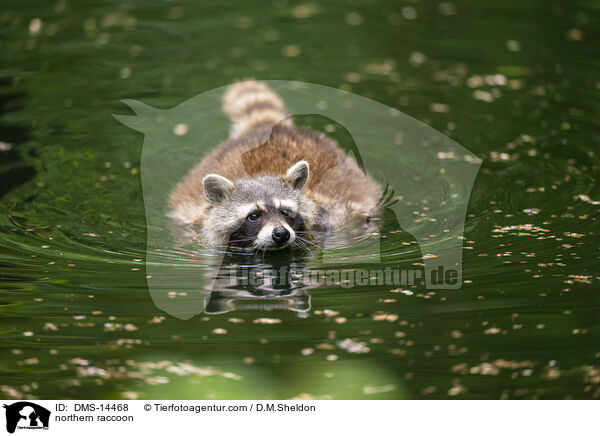 Waschbr / northern raccoon / DMS-14468