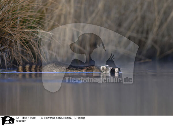 Waschbr / raccoon / THA-11081