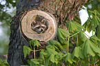 northern raccoon