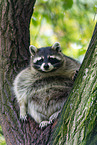 northern raccoon