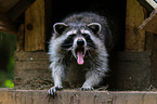northern raccoon