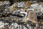 northern raccoon