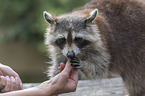 raccoon