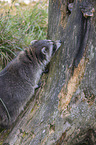 raccoon