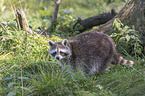 raccoon