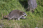 raccoon