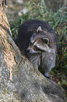 raccoon
