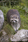 raccoon