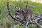 raccoon