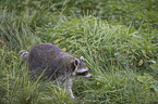 raccoon
