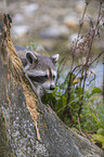raccoon