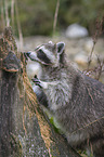 raccoon