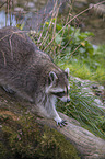 raccoon