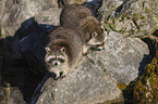 standing Raccoons