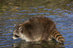 Raccoon