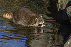 Raccoon