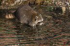 Raccoon