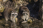 standing Raccoons