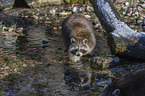 walking Raccoon