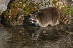 standing Raccoon