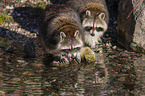 Raccoons