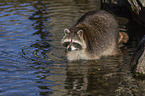 Raccoon