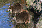 Raccoons