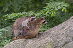 playing Raccoons