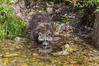 raccoon