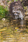 raccoon