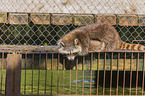 raccoon