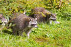 raccoons