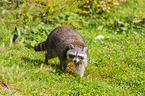 raccoon