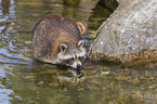 raccoon