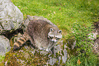 raccoon