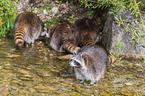 raccoons