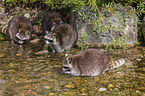 raccoons